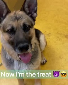 1K views · 67 reactions | It's Spa Time with Shannon and Possum!...