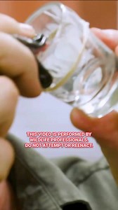 491K views · 4.6K reactions | Meet the inland taipan! #snakes #venomous #australia #coyotepeterson | Coyote Peterson | Facebook