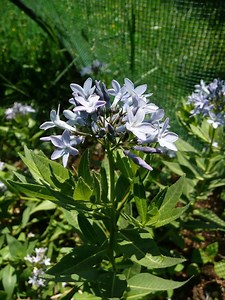 Flora of Turkey, Apocynaceae - Alchetron, the free social encyclopedia