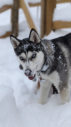 Adult husky who weighed 10 pounds when she was rescued gets strong enough to zoom around in the snow ❤️ | The Dodo