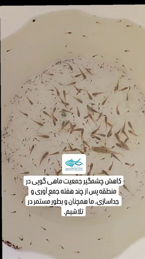 Save Aphanius on Instagram‎: "خبر خوب : در آخرین پایش و عملیات جداسازی، که در تاریخ ۱۱ اسفند انجام دادیم، خوشبختانه تعداد ماهی های غیر بومی موجود در قنات به شدت کاهش پیدا کرده و این نشانی از موفقیت عملیات جداسازی است. اما همچنان کار ما بطور جدی ادامه دارد چون سرعت تکثیر و رشد گونه های بچه زا بسیار بالاست. جمع مردم بومی که به کمک ما می آیند رو به افزایش است از تمامشان سپاسگزاریم. ... #پویش_نجات_ماهی_آفانیوس_اصفهانی #ماهی_آفانیوس #ماهی #اصفهانی #بوم_سبز_کویر #اندمیک_ایران"‎