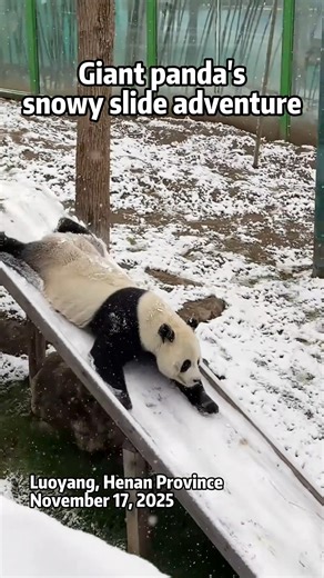 ❄🐼💙Dopo la prima nevicata a Luoyang, un panda gigante ha reso il paesaggio innevato nel suo parco giochi naturale! Guardalo!👀 | Ambasciata della Repubblica Popolare Cinese in Italia