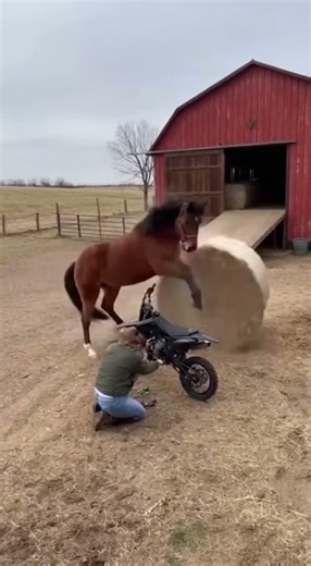 Horse saves woman from heavy hay bale #horse #horses #usa #viral #trending #shorts #shortvideo