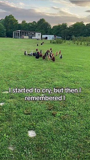 224K views · 4.8K reactions | Always buying chickens. Its a slight addiction. #backyardchickens #chicken #homestead #farm #haha #animals #farmjokester #farmtok #cute #cuteanimals #rooster #hen | Michael Salerno | Facebook