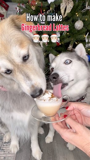 How to make a dog friendly ginger bread latte. 🎅 #dogstryfood #dogs #dogrecipe | The Half Husky Bros