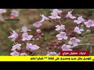 اجمل واروع واحلى موسيقى نايلي على الاطلاق جديد نايلي 2019 MUSIC NAILI