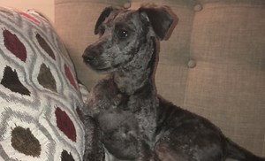 Surrey RCMP and animal control investigating after fatal dog attack