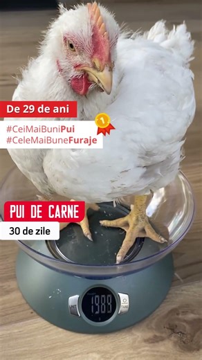 pui de carne la 30 de zile! @gainiledinlivada