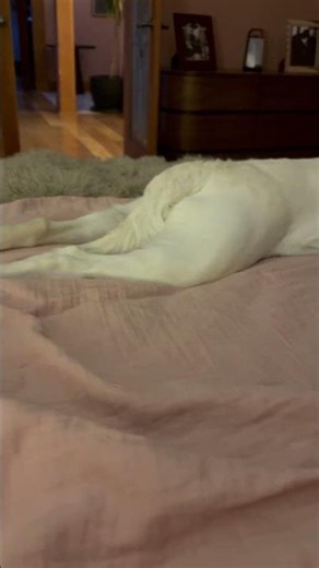 My Sexy Dog