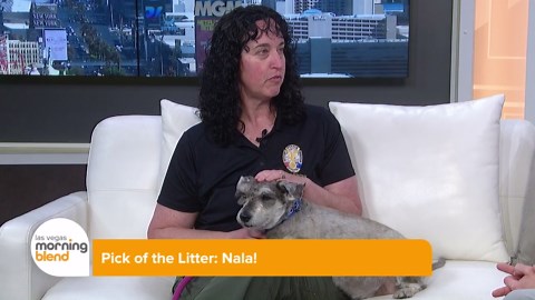 Meet Nala: The Sweet Schnauzer Mix Looking for Her Forever Home