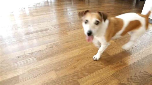 8 Essential Questions You Must Ask Before Bringing Home a Dog