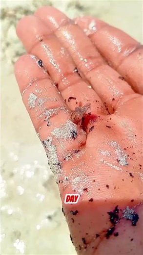 World Smallest Octopus #shorts #octopus #animals