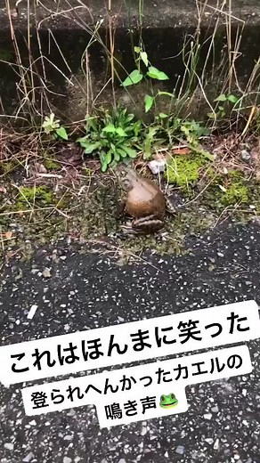 ウシガエルの鳴き声とジャンプ失敗！カエルのおもしろ動画