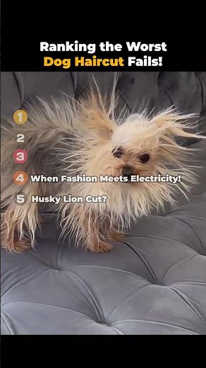 Ranking the Worst Dog Haircut Fails!