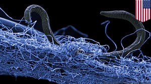 Scientists find subterranean ecosystem of deep life microbes