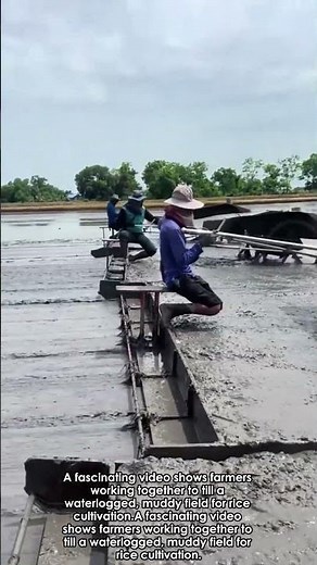 Collaborative Rice Farming in Action