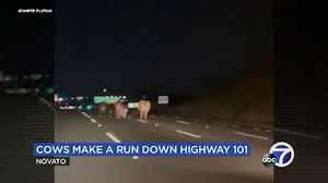 Video shows cows running loose on Bay Area highway