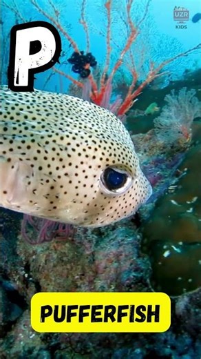 A to Z Deep Sea Creatures Song 🌊 Learn ABC with Ocean Animals | UZR Kids #shorts