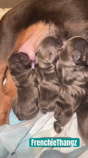 Frenchie pups arrived and litter c section was a beautiful success🙏🏿 #frenchielife #pups #michigan