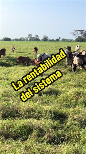 El pasto bien manejado es la base del sistema más rentable. No es discurso: es oferta real, consumo efectivo y decisiones técnicas. Cuando el pastoreo se hace bien, la rentabilidad no se persigue: se construye. #innagan #pastoreoinnagan #aprendeconinnagan #ganaderiainnagan #Aforoinnagan