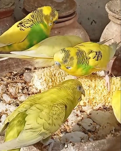 Australian parrot chirping sounds| breeding pair 🦜 #birds
