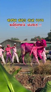 बावधन बगाड यात्रा २०२६ 🙏❤️काशिनाथाच चांगभलं 🙏🙇