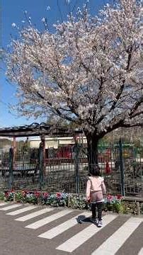Spring in Japan | Kariya Highway Oasis with kids A must visit! #japan #shorts #fyp #刈谷ハイウェイオアシス