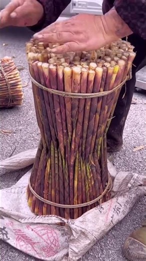 So Fresh! Bamboo Shoot Sorting & Packing – Neat Bundles in Minutes!