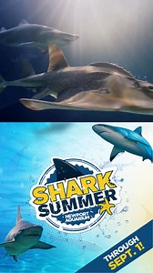Learning meets adventure at Newport Aquarium! Explore shark habitats, find every species, and touch a Megalodon tooth. | Newport Aquarium