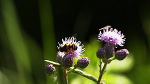 Free video - Hoverfly, Bee, Wasp, Flower