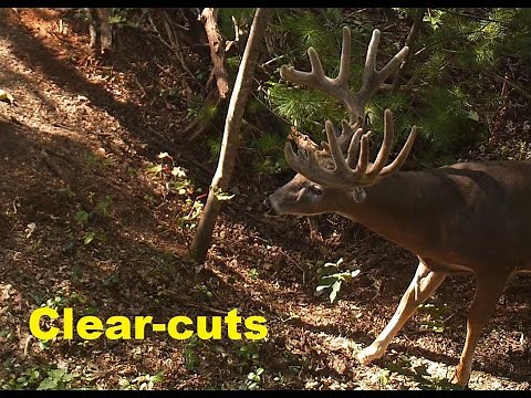 Big woods Clear cuts