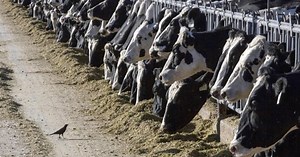 What risk do zoonotic diseases pose?