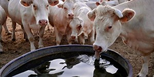 Mystery mutilator is leaving cattle in Texas with tongues cut out