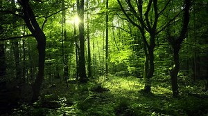 Beautiful Sun Rays Illuminating Beech Forest Stock Footage Video (100% Royalty-free) 3756604851 | Shutterstock