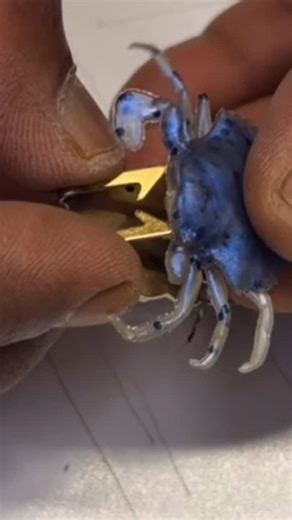 Blokx Design Bait | @9ayid came to us with a challenge. Design a way to preserve soft crab lures from sheepshead fish that are strong enough to break barnacles... | Instagram