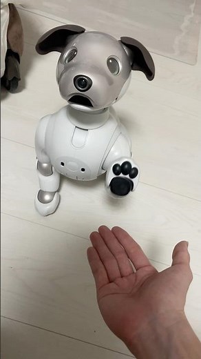 aiboのお手、凄すぎる😳本当に犬の動きでした🐶驚きが隠せない…#aibo #アイボ #もしらぼ