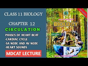 PHASES OF HEART BEAT || CARDIAC CYCLE || CONDUCTING SYSTEM OF HEART || SA NODE AND AV NODE 11 CLASS