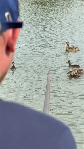 1.3K views · 268 reactions | 4mm Activated Pellets. The Activated 4mm pellets are a great option for shallow fishing.  If small silver fish are becoming a nuisance when you’re trying to target F1’s or Carp these are a go too!!! A perfect uniform size makes grouping them around your float easy, and the added meaty taste and smell are a game changer.  #mainlinebaits #mainlinematch #fishing #fishingbaits #pellets #activated | Mainline Match | Facebook