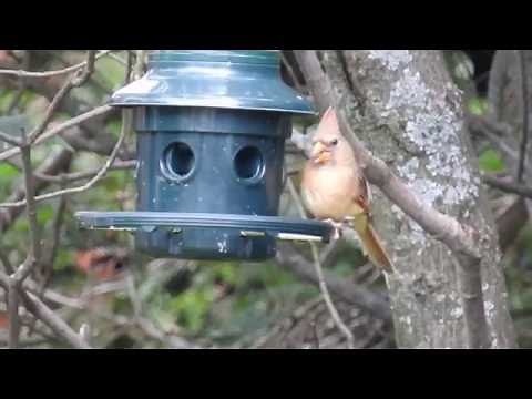 Northern cardinal female - call