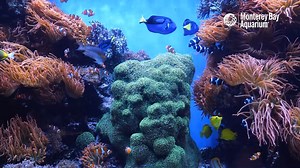 12 Hours of Tropical Coral Reef Fish at Monterey Bay Aquarium Swimming to a Calming Soundtrack