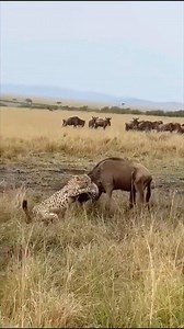 Cheetah in attack wildebeest.#animallife #wildlifeentertainment #animals #nature | NL Liones AS