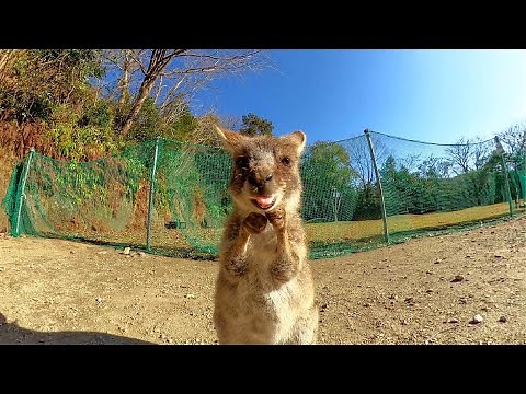 Baby kangaroos are so cute!! Enjoy feeding Kangaroo
