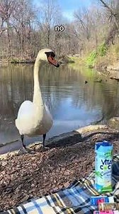 We had a special guest enter the birthday picnic today #nyc #swan #picnic #foryou