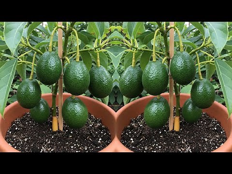 LIVE🔴🌿Avocado Tree Care: How to Grow & Maintain at Home #livestream #live