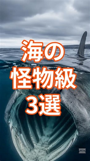 大きすぎるサメ3選#メガロドン #ジンベエザメ#ウバザメ