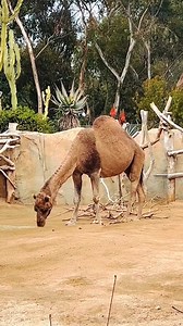 Why Camel Guides Force Camels to Eat Salt Before Long Desert Trips 😱 #shorts #reels #holidayevent | My Side