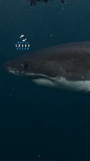24K views · 1K reactions | Pilot fish swimming around big great white | White Shark Ocean | Facebook