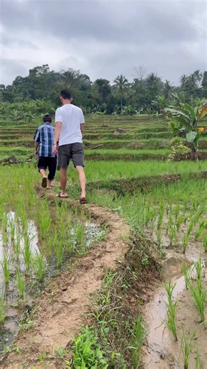 berburu kerbau sawah 2026 🐃🐃🐃 #hpdki #peternakmuda #sdg #bekasi #CapCut