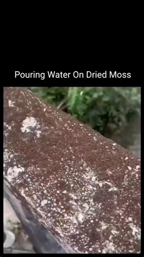 Facts | Business | Tech | Success on Instagram: "What looks completely lifeless can return to vibrant green in seconds, showing how powerful and intelligent nature’s survival systems truly are. Moss doesn’t fight drought the way most plants do — it simply pauses life, entering a dormant state where metabolism nearly stops until water returns. The moment moisture touches it, cellular defenses reactivate, oxidative damage is reversed, and photosynthesis resumes almost instantly, as if time itself 