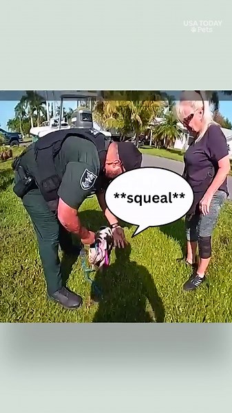 See the chaotic capture of two loose pigs